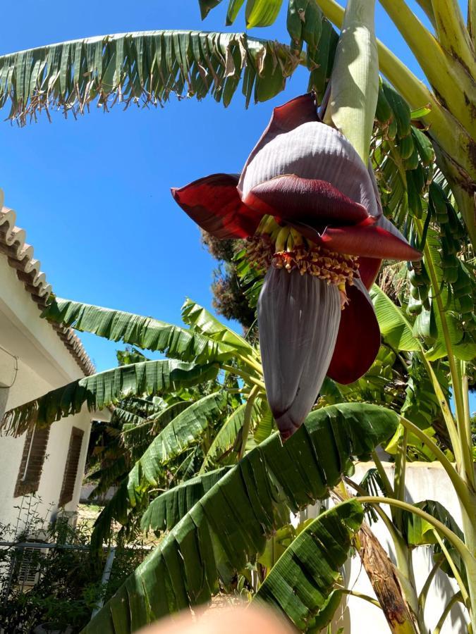 Beach Apartment, Playa Muchavista 900M, Chalet Tranquilo, Villa Acuario San Juan  Eksteriør billede